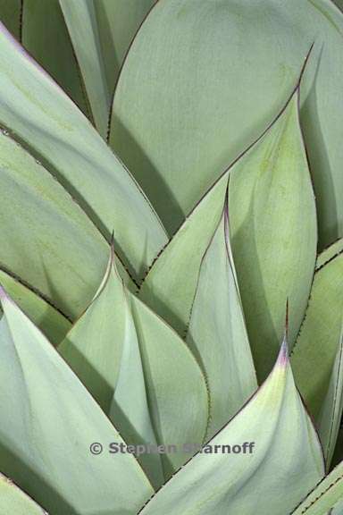 agave 2 graphic